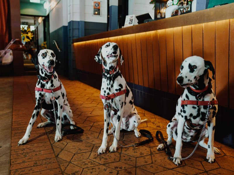 dogs at a pub