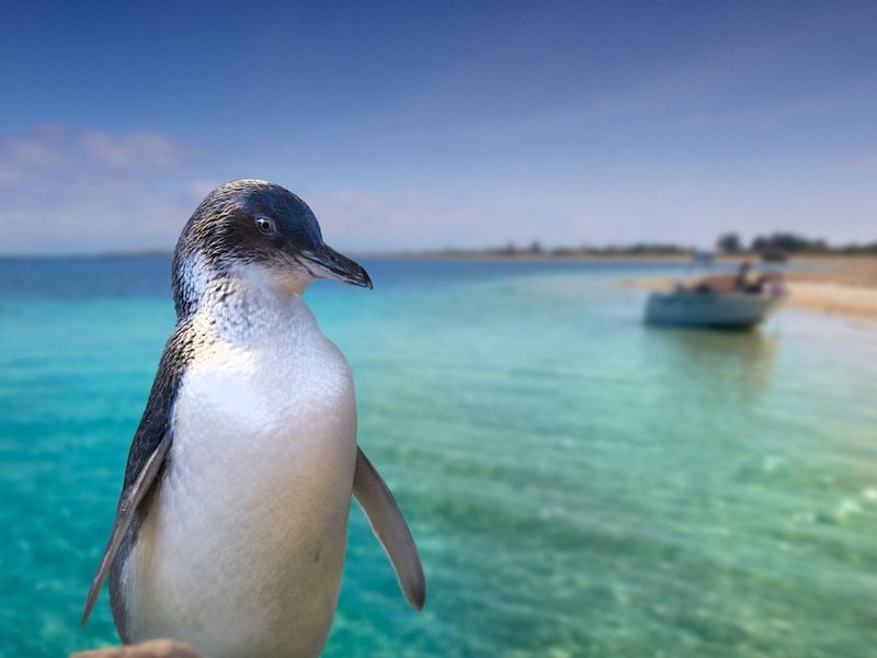 Penguin Island Perth