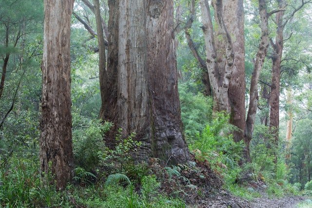 boyanup forest